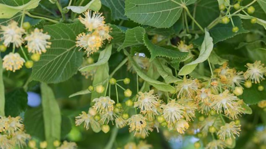 Ihlamur (Tillia Tomentosa) Fidanı