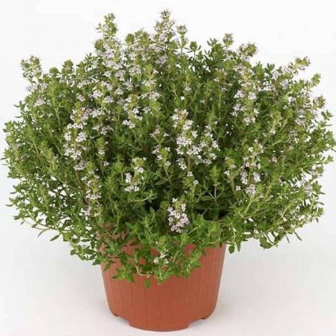 İstanbul Kekiği - Origanum Vulgare Subsp Hirtum
