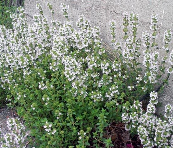 İstanbul Kekiği - Origanum Vulgare Subsp Hirtum