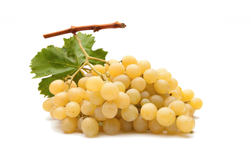 İtalya Kokulu Misket Üzüm Fidanı 2 Yaş Tüplü