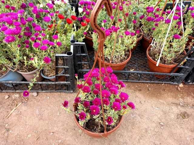 İzmir Güzeli Çiçeği Askılı Saksıda