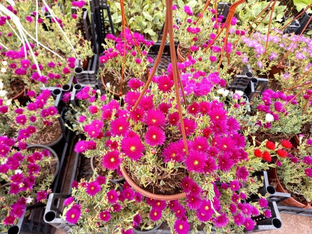 İzmir Güzeli Çiçeği Askılı Saksıda