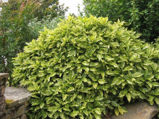 Japon Defnesi  (Aucuba Japonica) 10 Adet