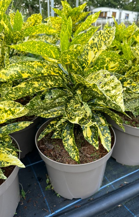 Japon Defnesi  (Aucuba Japonica) 10 Adet