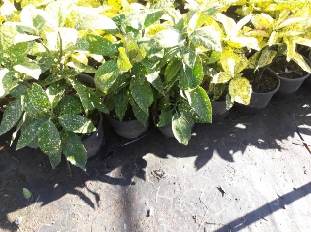 Japon Defnesi  (Aucuba Japonica) 10 Adet