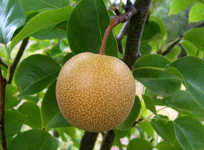 Japon Naşhi  Armut  Fidanı 3 Yaş Tüplü ve Aşılı