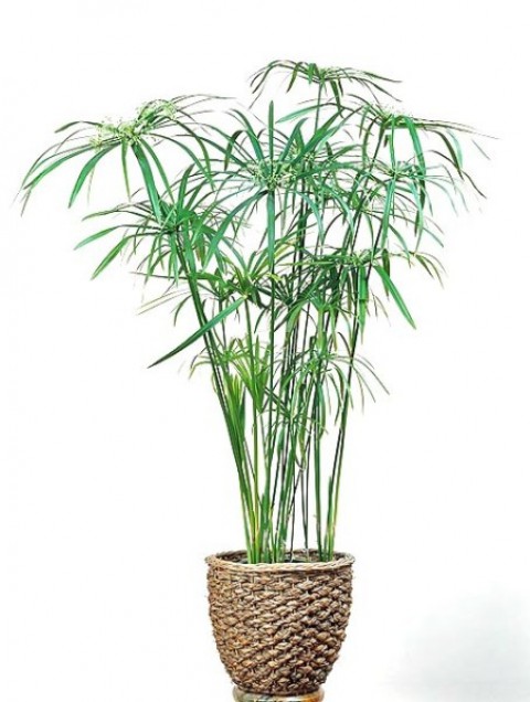 Japon Şemsiyesi – Cyperus Alternifolius