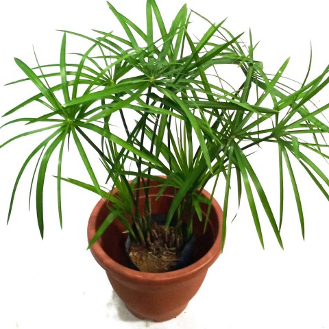 Japon Şemsiyesi – Cyperus Alternifolius
