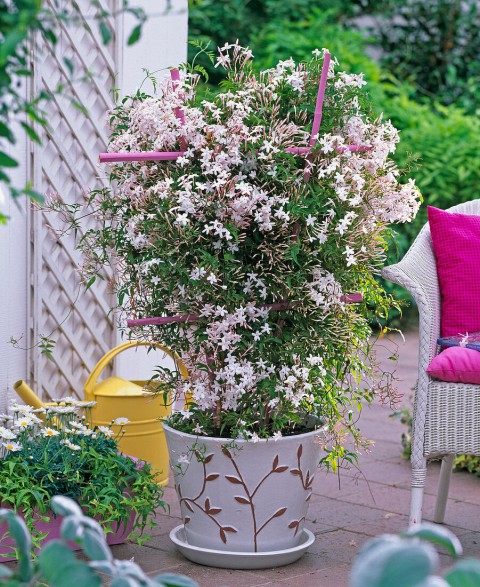 Jasminum polyanthum – Çin Yasemini