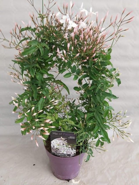 Jasminum polyanthum – Çin Yasemini