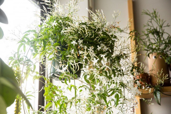 Jasminum polyanthum – Çin Yasemini
