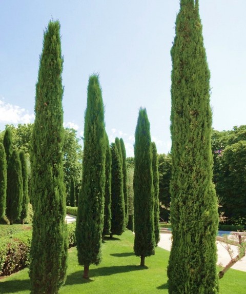 Kabir Ağacı Mezarlık Çamı 100 cm 5 Adet