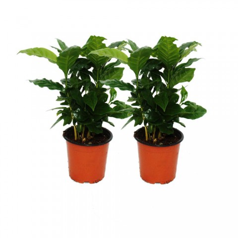 Kahve Bitkisi (Coffea Arabica) 20 cm 2 Adet