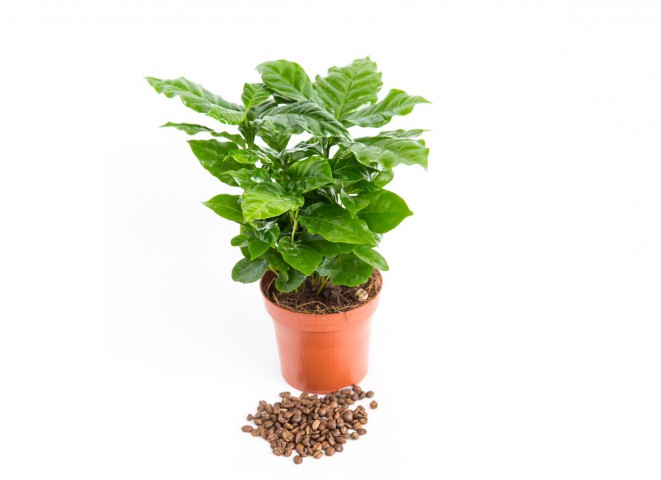Kahve Bitkisi (Coffea Arabica) 20  cm