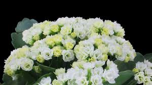 Kalanşo Çiçeği – Kalanchoe 3 Ader Beyaz