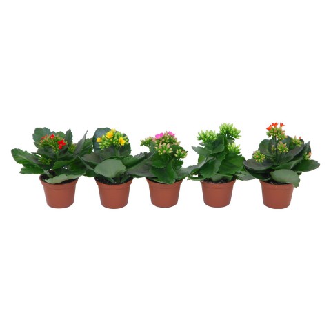 Kalanşo Çiçeği – Kalanchoe - 5 Adet  Karışık Renklerde