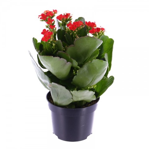 Kalanşo Çiçeği – Kalanchoe 5  Adet Kırmızı