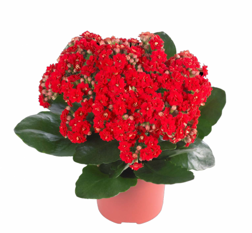 Kalanşo Çiçeği – Kalanchoe 5  Adet Kırmızı