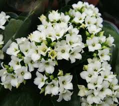 Kalanşo Çiçeği – Kalanchoe 5 Adet Beyaz