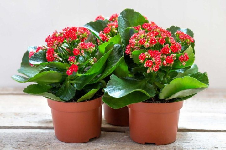 Kalanşo Çiçeği – Kalanchoe 8 Adet