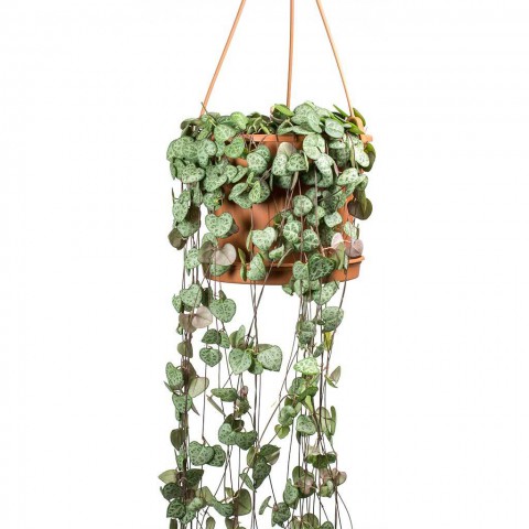 Kalp Kalbe Karşı Çiçeği – Ceropegia Woodii