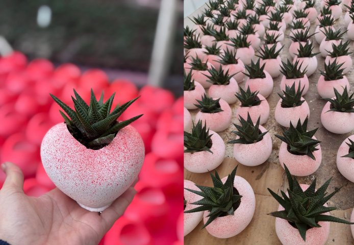 Kalp Saksıda Canlı Sukulent | Romantik Hediyelik 2 Adet