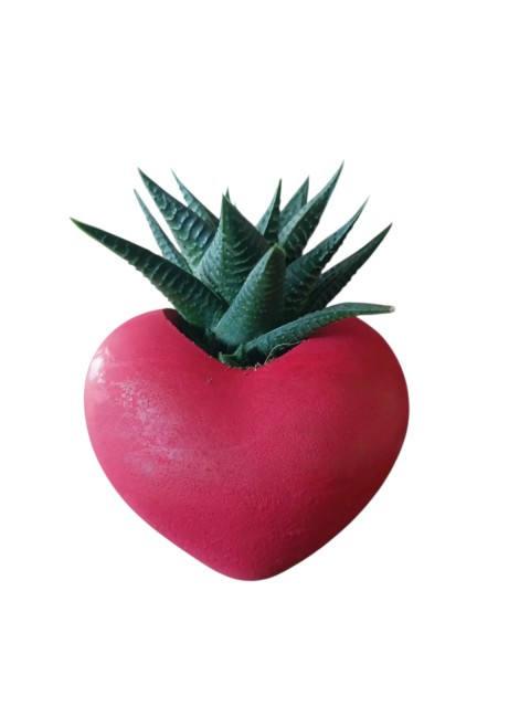 Kalpli Saksıda Canlı Sukulent | Romantik Hediyelik