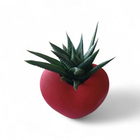 Kalpli Saksıda Canlı Sukulent | Romantik Hediyelik