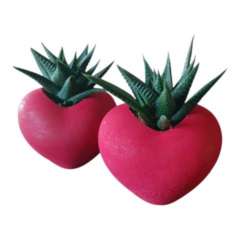 Kalpli Saksıda Canlı Sukulent | Romantik Hediyelik 2 Adet