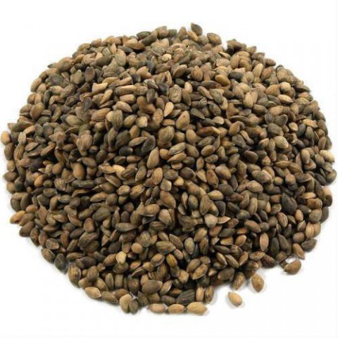 Karaçam Pinus nigra – 200 Gr.