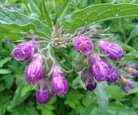 Karakafes Otu Symphytum Officinale 5 Adet