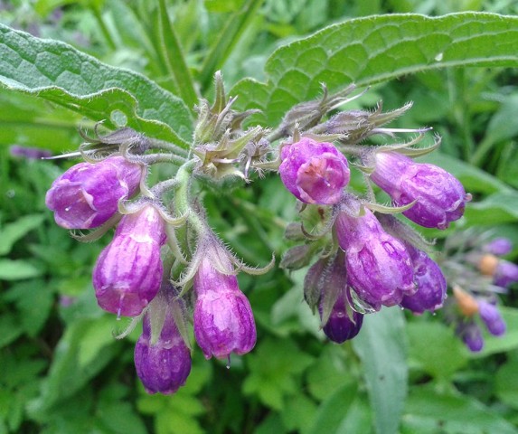 Karakafes Otu Symphytum Officinale