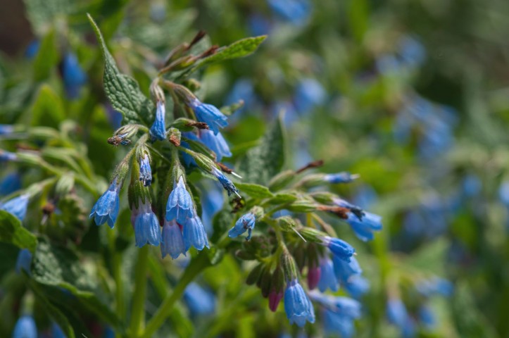 Karakafes Otu Symphytum Officinale