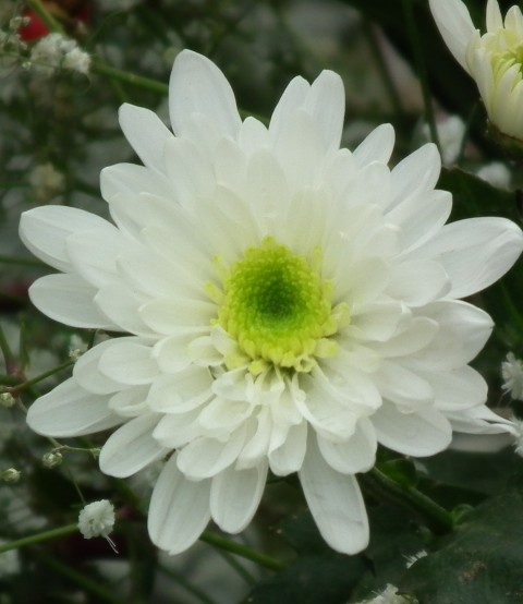 Kasımpatı Krizantem Chrysanthemum Beyaz 3 Adet
