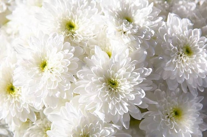 Kasımpatı Krizantem Chrysanthemum Beyaz 3 Adet