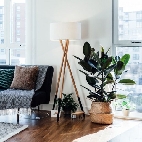 Kauçuk – Ficus Elastica 40- 60 cm 2 Adet