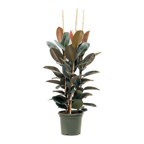 Kauçuk – Ficus Elastica 40- 60 cm 2 Adet