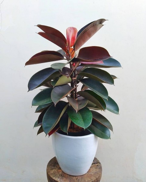 Kauçuk – Ficus Elastica 40- 60 cm 2 Adet
