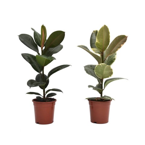 Kauçuk – Ficus Elastica& Ficus Elastica Tineke 2'li Set