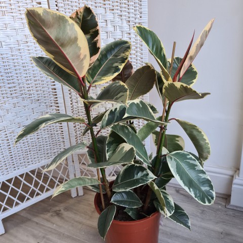 Kauçuk – Ficus Elastica& Ficus Elastica Tineke 2'li Set