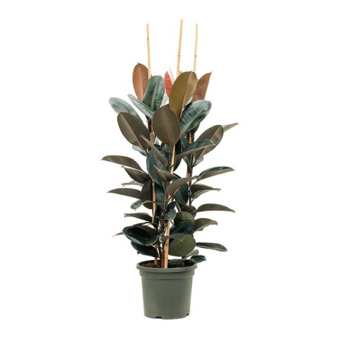 Kauçuk – Ficus Elastica& Ficus Elastica Tineke 2'li Set