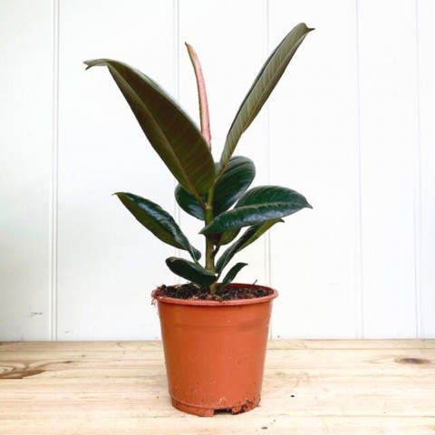 Kauçuk – Ficus Elastica 40- 60 cm