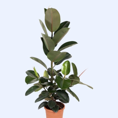 Kauçuk – Ficus Elastica 40- 60 cm