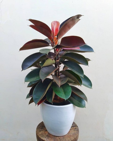 Kauçuk – Ficus Elastica 40- 60 cm