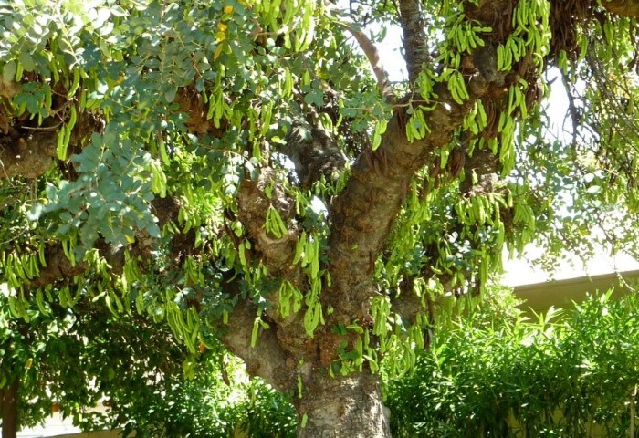 Keçiboynuzu Harput Fidanı Ceratonia Siliqua