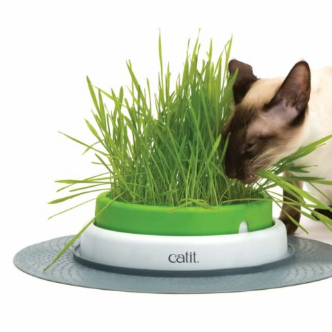 Kedi Çimi 12 cm'lik Saksıda