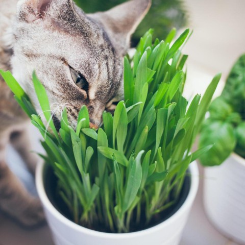 Kedi Çimi 12 cm'lik Saksıda 10 Adet