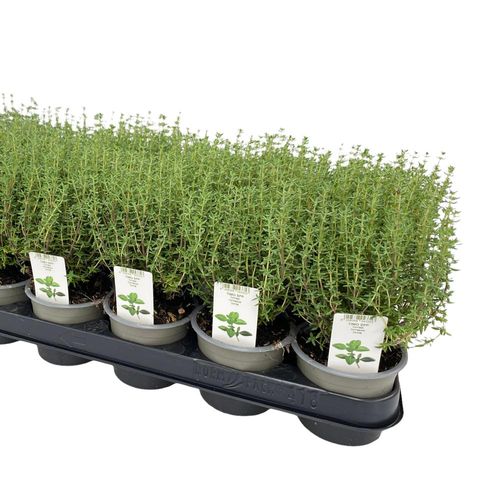Kekik  - Thymus vulgaris 5 Adet
