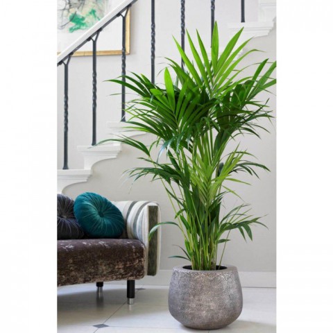 Kentya palmiyesi –  Kentia Palm 100-120 cm