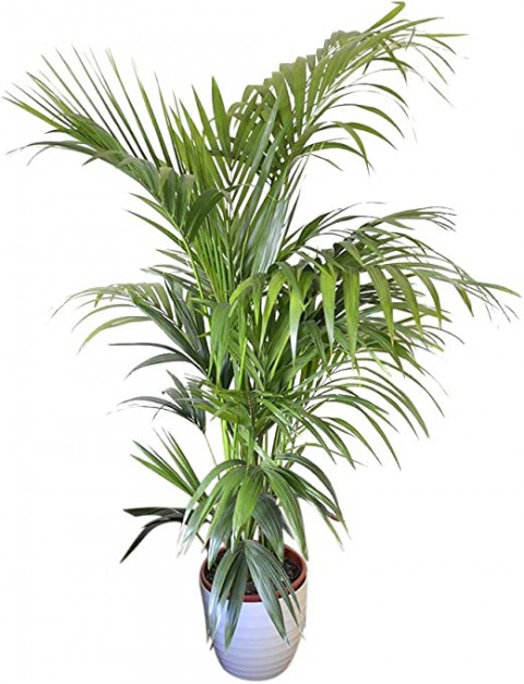 Kentya palmiyesi –  Kentia Palm 100-120 cm